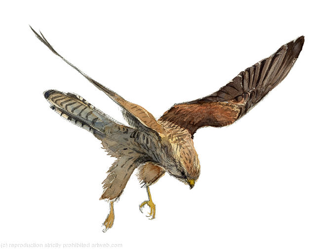 Kestrel