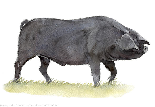 Large Black Pig