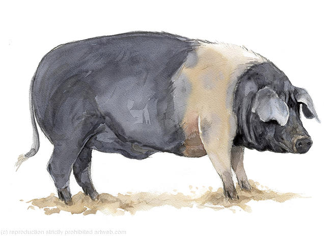 Saddleback Pig
