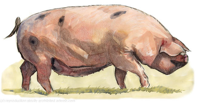 Gloucestershire Old Spot Pig