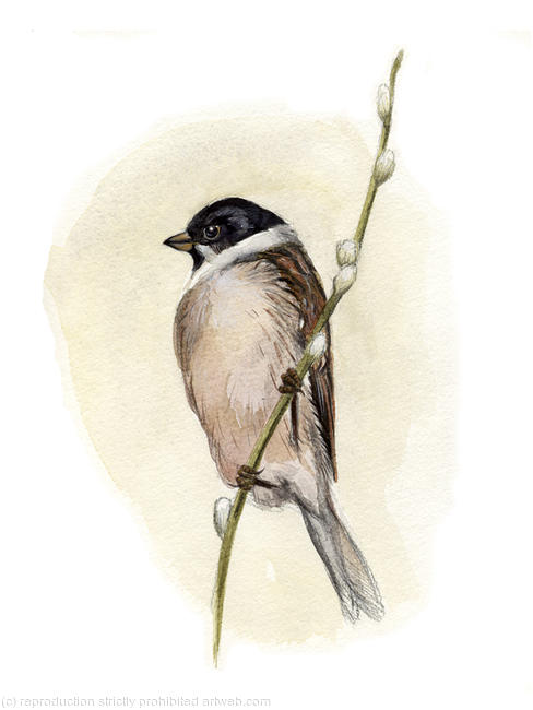 Reed Bunting