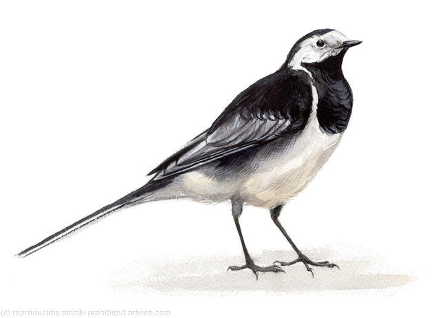 Pied Wagtail