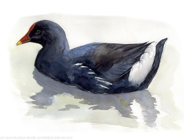 Moorhen