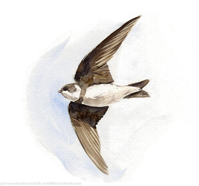 Sand Martin Signed giclee print. Supplied cellophane wrapped. 20x17cm