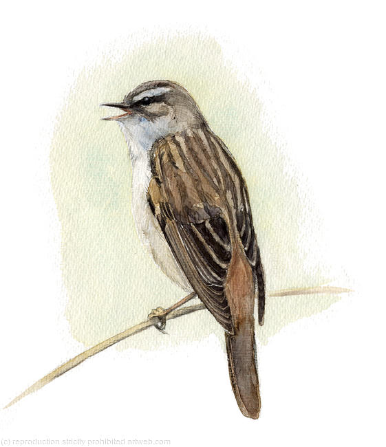 Sedge Warbler