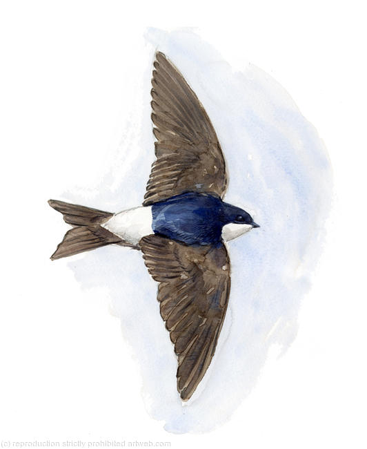 House Martin
