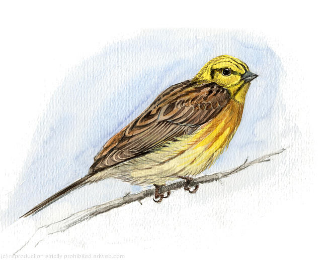 Yellowhammer