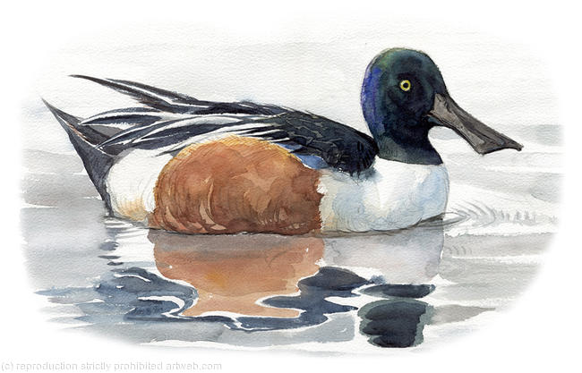 Shoveler
