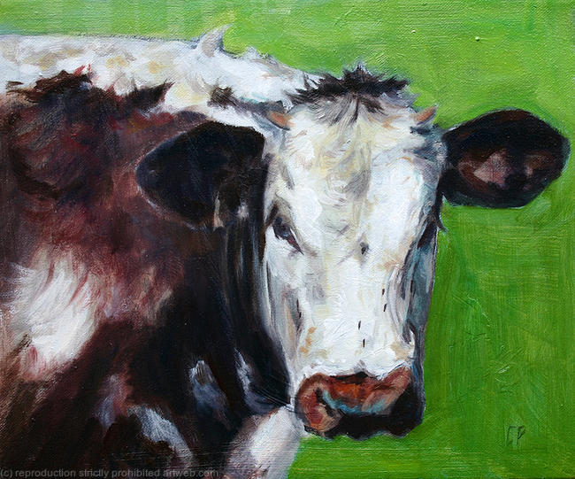 Longhorn Heifer