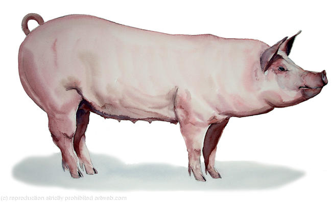 Large White Pig