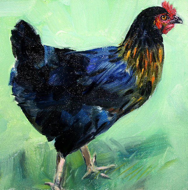 Mabel our Black Rock chicken