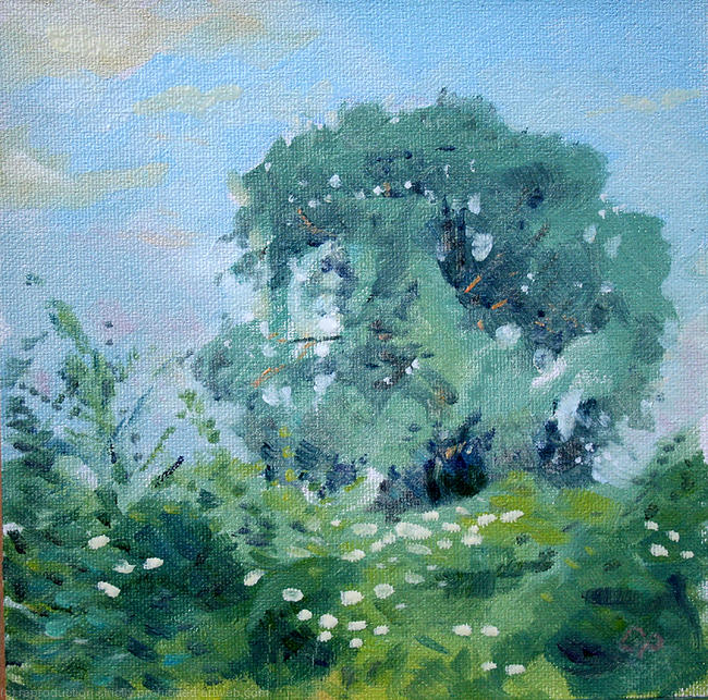 Ash tree - evening light