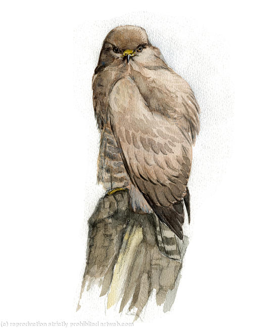 Common Buzzard Signed giclee print. Supplied mounted and cellophane wrapped. 17x22cm