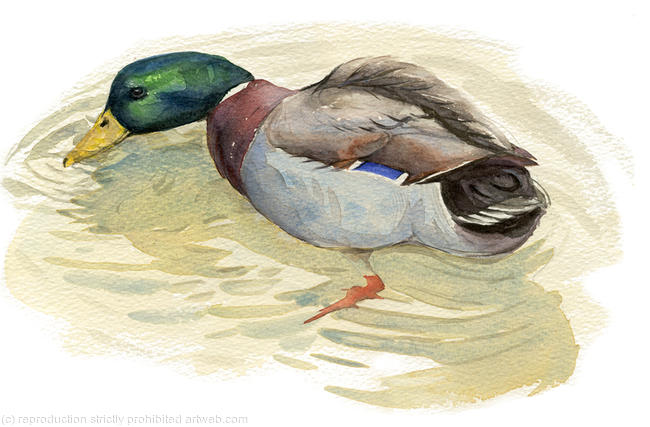 Mallard Drake