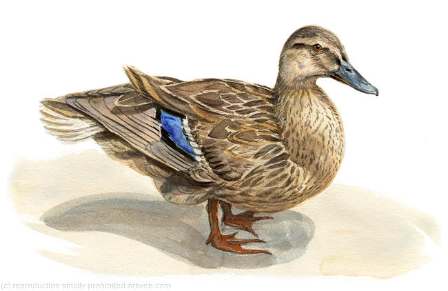 Mallard Duck