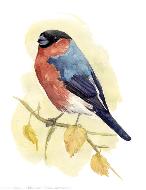 Bullfinch 2