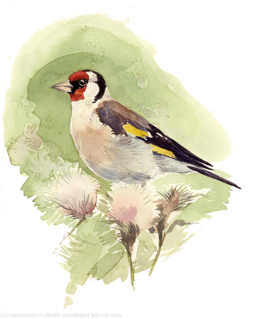 Goldfinch 2
