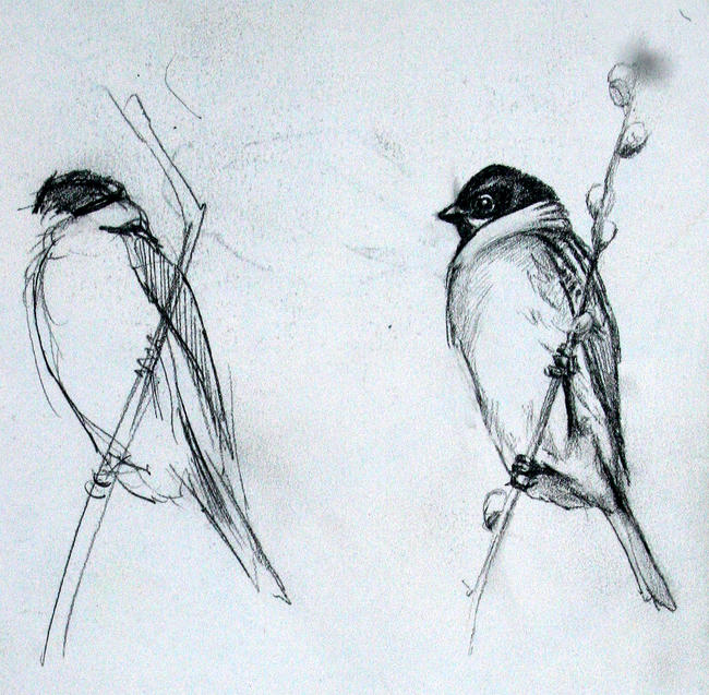 Reed Bunting
