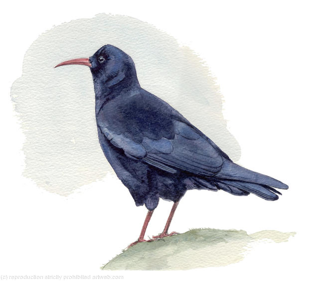 Chough