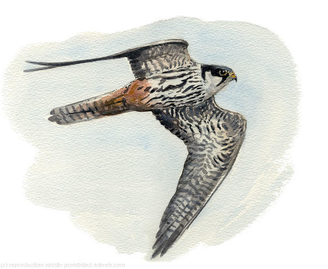Hobby