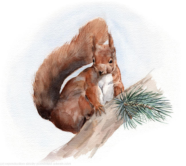 Red Squirrel