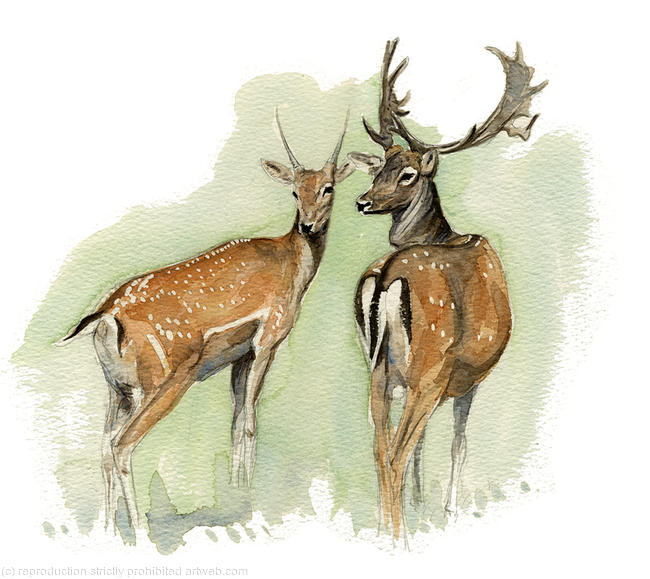 Fallow Deer