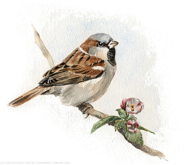 House Sparrow with blossom