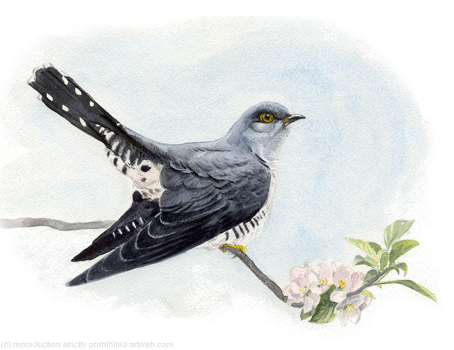 Cuckoo