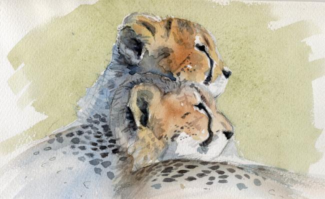 cheetah-cubs