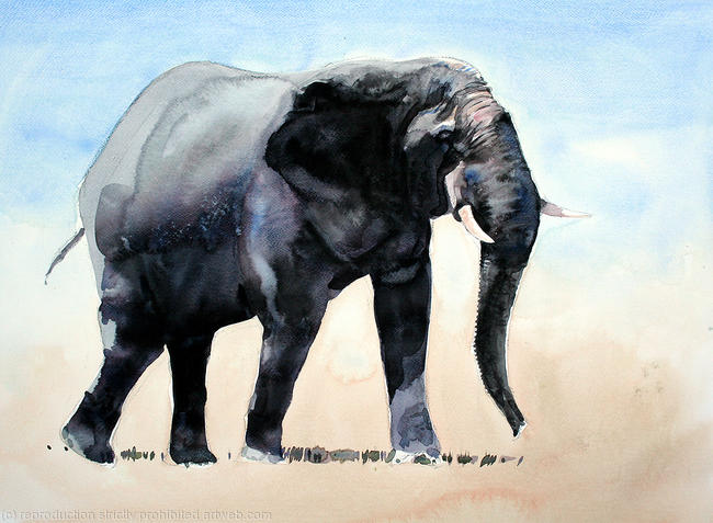 Masai Bull Elephant