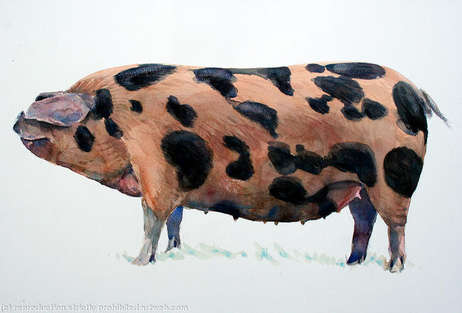Oxford Sandy & Black - The 'Plum Pudding Pig' Watercolour 77x51cm