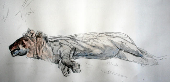 Masai Lion taking a snooze