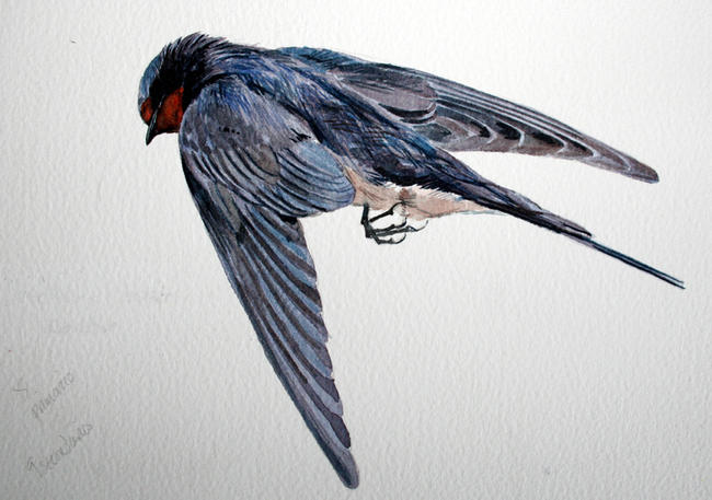 Swallow measured drawing - found in Spain, Easter.