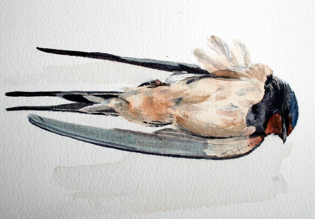 Another Swallow measured drawing