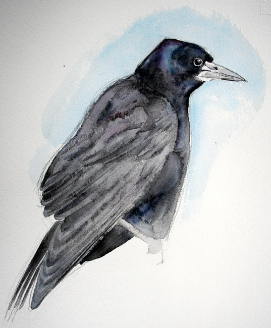 Young rook
