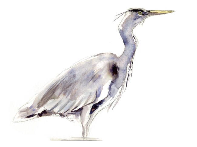 Heron Study