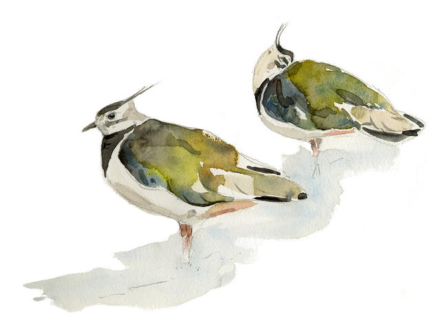 Lapwings