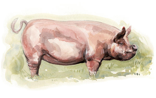 Middle White Pig Signed giclee print. Supplied mounted and cellophane wrapped. width=