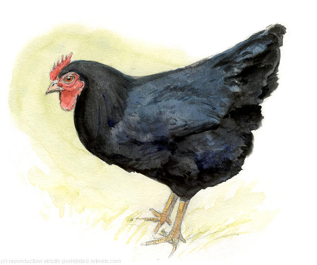 Australorp