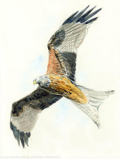 Red Kite 2