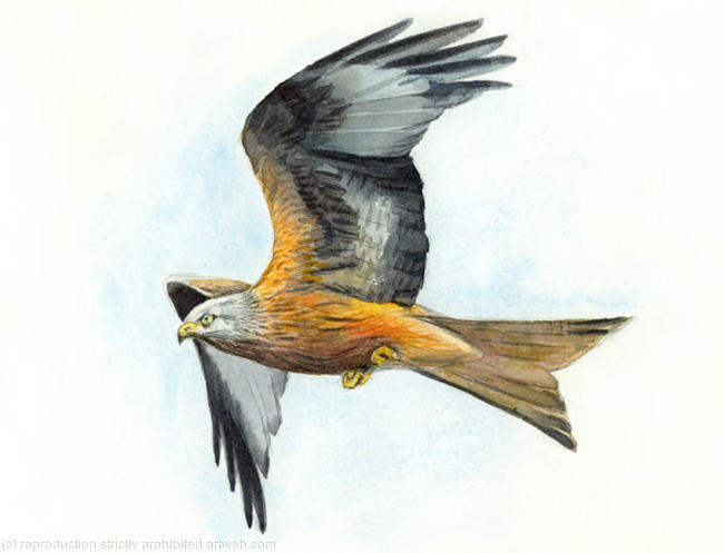 Red Kite 1