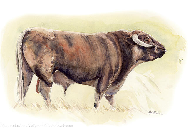 Longhorn 2