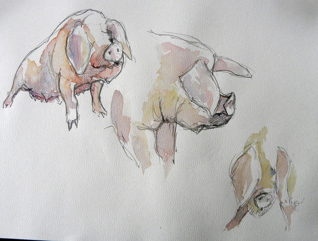 Old Spot sow