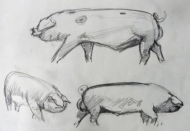 Old Spot boar