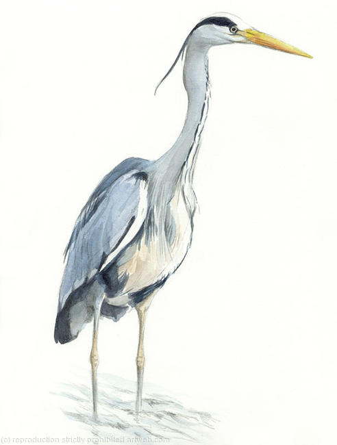 Heron