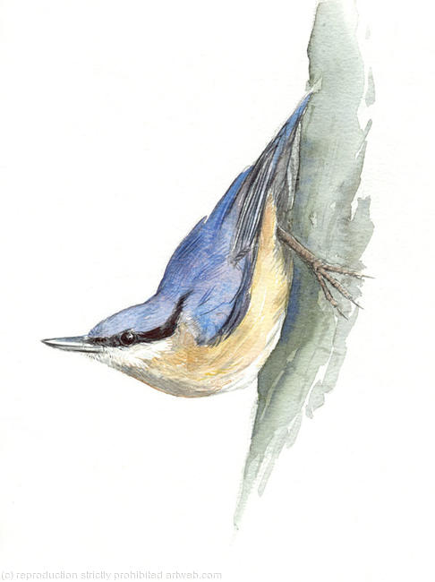 Nuthatch
