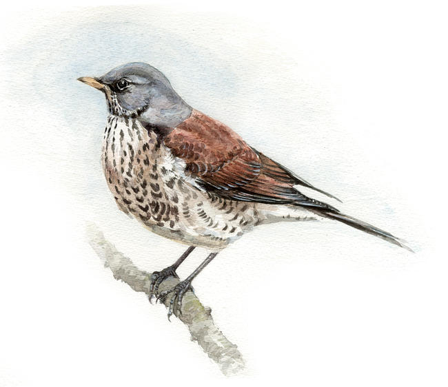 Fieldfare