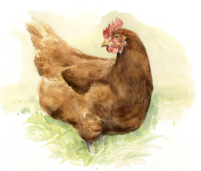 Bovans Goldline Hen