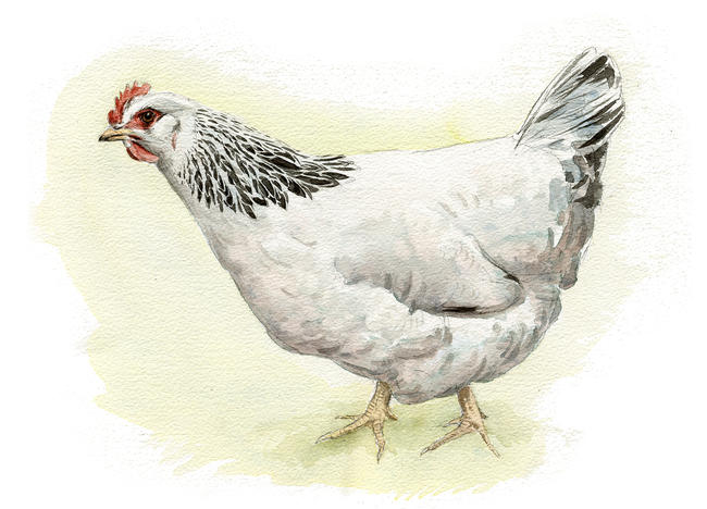 White Sussex Hen
