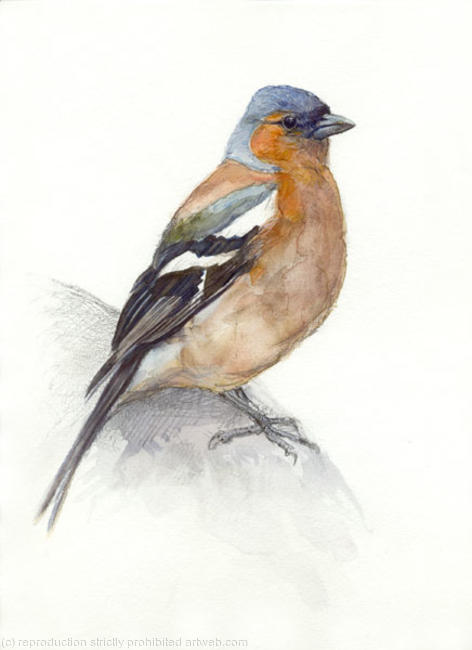 Chaffinch
